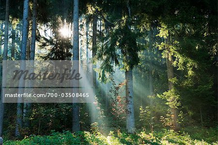 Strahlen der Sonne im Wald, Glencoe, Schottland