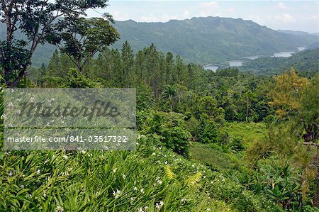 Une banque du Lys, fleur nationale de Cuba, qui surplombe le réservoir Hanabanilla dans l'Escambray montagnes, Villa Clara, Cuba, Antilles, l'Amérique centrale de papillons