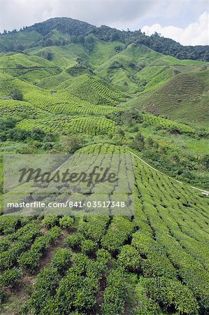 Teeplantage, BOH Sungai Palas Teeplantage, Cameron Highlands, Bundesstaat Perak, Malaysia, Südostasien, Asien