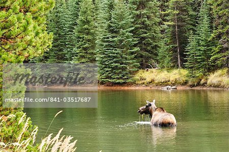 Cow moose feeding in Moose Lake, Jasper National Park, UNESCO World Heritage Site, Alberta, Canada, North America
