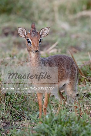 Kirk-dikdik (Madoqua Kirkii), Masai Mara National Reserve, Kenia, Ostafrika, Afrika