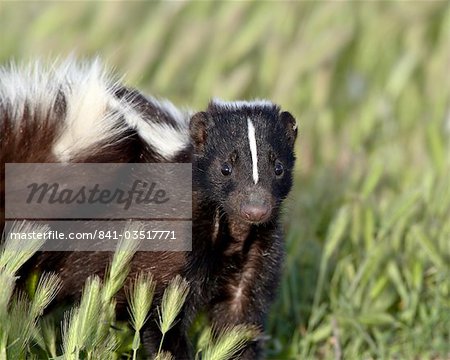 Mouffette rayée (Mephitis mephitis), Bear River migrateurs Bird Refuge, Utah, États-Unis d'Amérique, Amérique du Nord