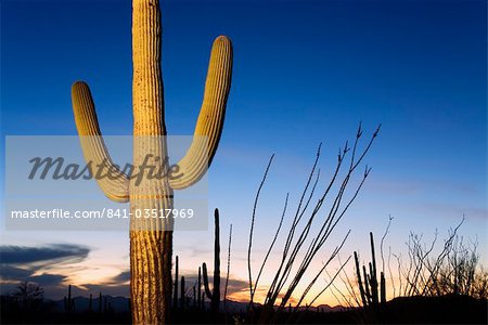 Saguaro cactus in Tucson Mountain Park, Tucson, Arizona, United States of America, North America