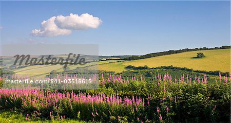 Fleurs sauvages près de Luxborough dans le Parc National d'Exmoor, Somerset, Angleterre, Royaume-Uni, Europe