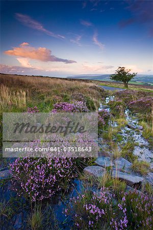 Bell heather growing on Dunkery Hill in Exmoor National Park, Somerset, England, United Kingdom, Europe