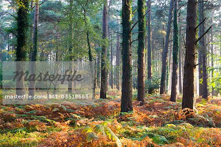 Autumn colours in Luccombe Plantation, Exmoor National Park, Somerset, England, United Kingdom, Europe