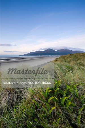 Farne wachsen unter den Sanddünen am Naturschutzgebiet Murlough, mit Blick auf Dundrum-Bucht und die Berge Mourne, County Down, Ulster, Nordirland, Vereinigtes Königreich, Europa