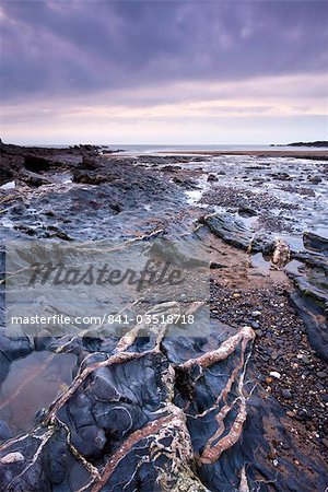 Quartz veins in the rocky shore at Crackington Haven, North Cornwall, England, United Kingdom, Europe