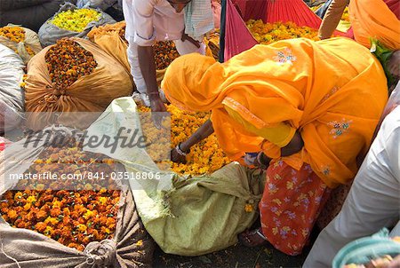 Frau Kauf Ringelblumen, Blumenmarkt, Bari Chaupar, Jaipur, Rajasthan, Indien, Asien