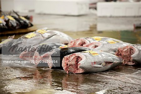 Fish at Tsukiji Central Wholesale Market, Tokyo, Japan