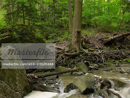 Beamer Falls Conservation Area, Grimsby, Ontario, Canada