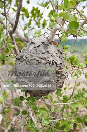 Paper Wasp's Nest, Pha Taem National Park on Mekong River, Ubon Ratchathani Province, Thailand
