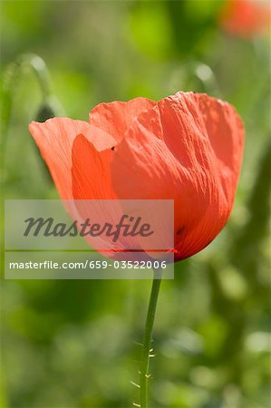 Poppy flower