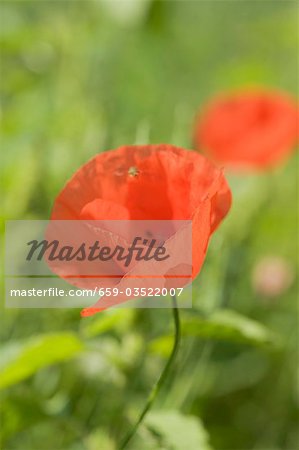 Poppy flower