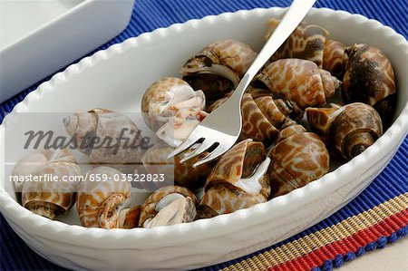 Sea snails (Thailand)