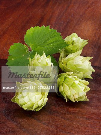 Fresh hop cones with leaves