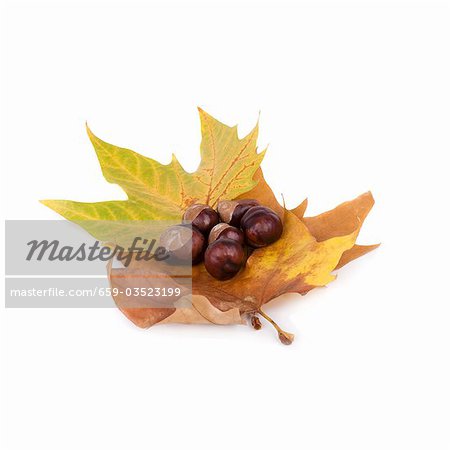 Marrons sur les feuilles d'érable