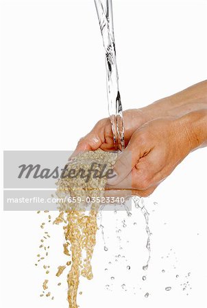 Une personne tenant des deux mains pleines d'orge sous l'eau courante