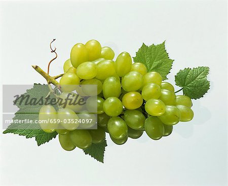 Grüne Trauben mit Weinblätter