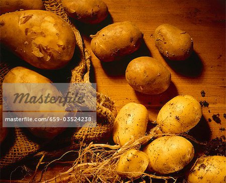 New potatoes with soil and jute sack