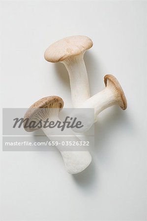 Three king oyster mushrooms