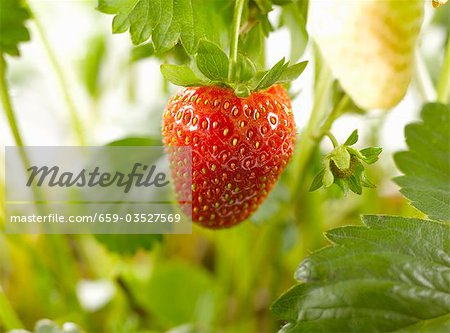 Strawberry on the plant