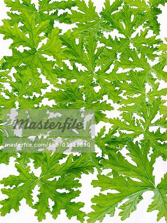 Scented geranium leaves