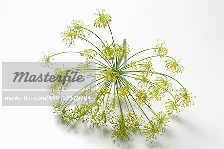 Dill flower head Dill flower head