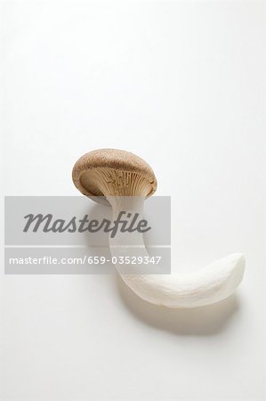 A king oyster mushroom