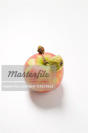 Fresh and wizened apple on stalk