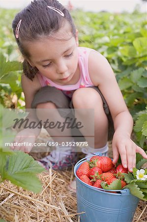 Little girl picking strawberries in strawberry field