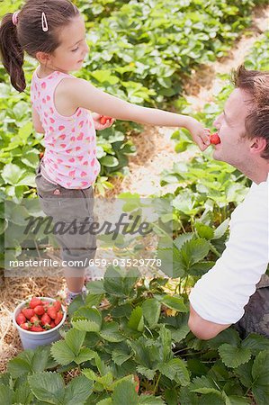 Little girl feeding her father strawberries in strawberry field