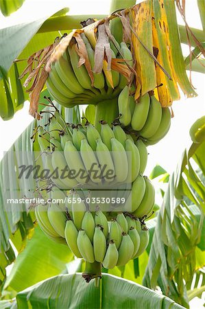 Unripe bananas on the plant