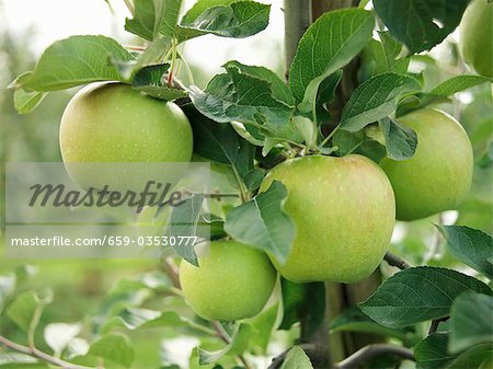 Mutsu Äpfel auf dem Baum