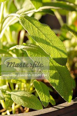 Sage in pot (close-up)