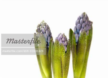 Three hyacinths