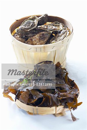 A basket of fresh oysters, seaweed