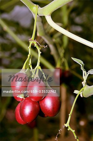 Tamarillos on the tree (tree tomatoes)