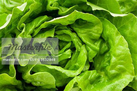 Fresh lettuce (overhead view) Fresh lettuce (overhead view)