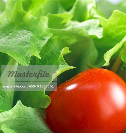 Salade verte avec tomate cerise