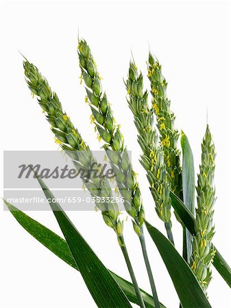 Ears of wheat with stamens