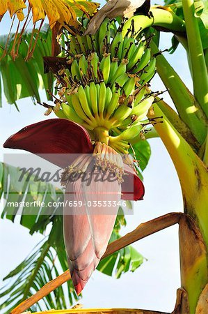 Bananenpflanze mit Blumen und Früchten