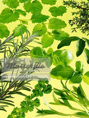 Herbes assorties (fond jaune) Herbes assorties (fond jaune)
