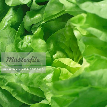 Lettuce (close-up) Lettuce (close-up)