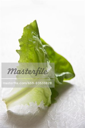 A lettuce leaf