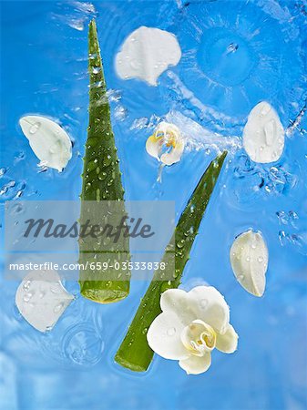 Aloe vera et orchidées dans l'eau