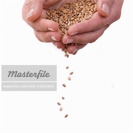 Grains of wheat trickling out of two hands