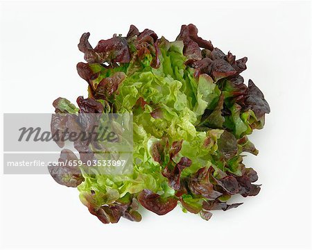 An oak leaf lettuce