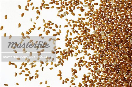 Teff (Gluten-free cereal from Ethiopia)
