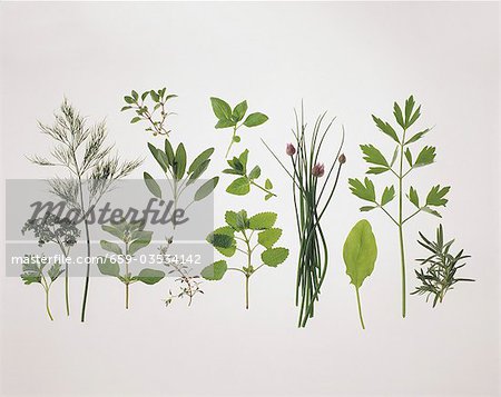 Diverses herbes Diverses herbes